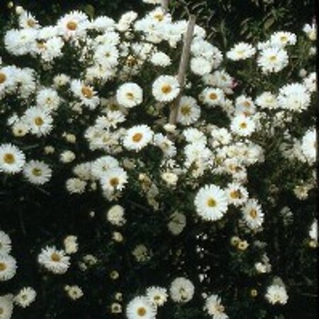 Aster n.-b. 'White Ladies' geen maat specificatie 0,55L/P9cm - afbeelding 1