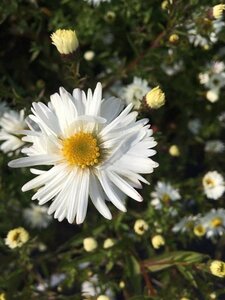 Aster n.-b. 'White Ladies' geen maat specificatie 0,55L/P9cm
