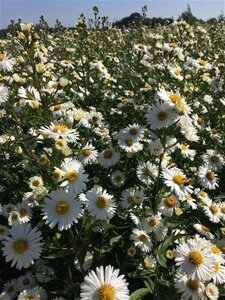 Aster n.-b. 'White Ladies' geen maat specificatie 0,55L/P9cm - afbeelding 2