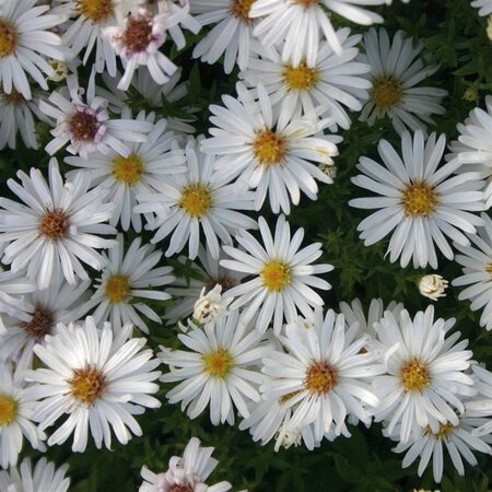 Aster (D) 'Niobe' geen maat specificatie 0,55L/P9cm - afbeelding 2