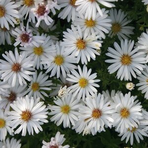 Aster (D) 'Niobe' geen maat specificatie 0,55L/P9cm - afbeelding 2