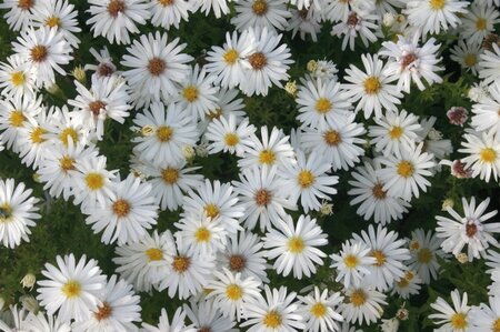 Aster (D) 'Niobe' geen maat specificatie 0,55L/P9cm - afbeelding 3