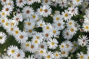 Aster (D) 'Niobe' geen maat specificatie 0,55L/P9cm - afbeelding 3