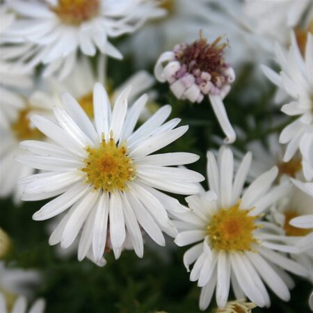 Aster (D) 'Niobe' geen maat specificatie 0,55L/P9cm - afbeelding 4