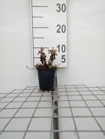 Aster (D) 'Prof. Anton Kippenberg' geen maat specificatie 0,55L/P9cm - afbeelding 6