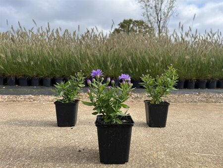 Aster (D) 'Prof. Anton Kippenberg' geen maat specificatie 0,55L/P9cm - afbeelding 7