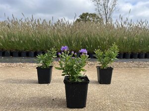 Aster (D) 'Prof. Anton Kippenberg' geen maat specificatie 0,55L/P9cm - afbeelding 7