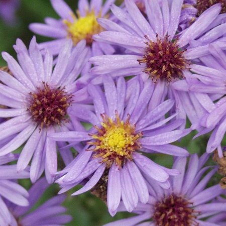 Aster (D) 'Prof. Anton Kippenberg' geen maat specificatie 0,55L/P9cm - afbeelding 11