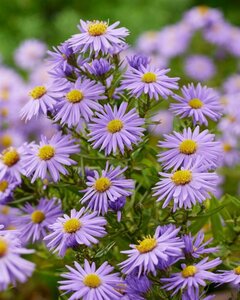 Aster (D) 'Prof. Anton Kippenberg' geen maat specificatie 0,55L/P9cm - afbeelding 13
