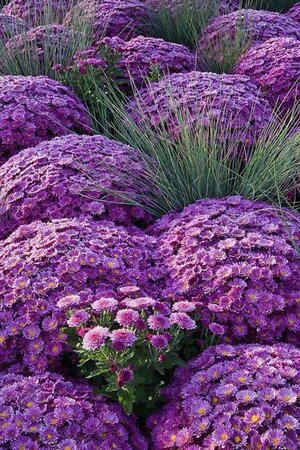 Aster (D) 'Prof. Anton Kippenberg' geen maat specificatie 0,55L/P9cm - afbeelding 10