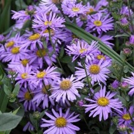 Aster (D) 'Prof. Anton Kippenberg' geen maat specificatie 0,55L/P9cm - afbeelding 9
