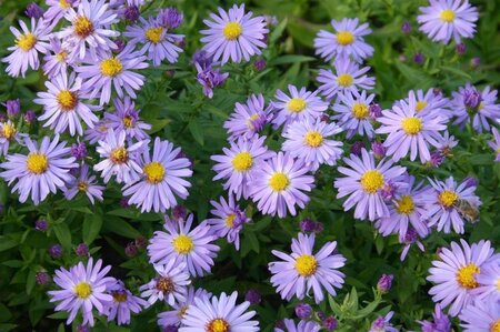 Aster (D) 'Prof. Anton Kippenberg' geen maat specificatie 0,55L/P9cm - afbeelding 8