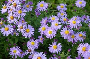 Aster (D) 'Prof. Anton Kippenberg' geen maat specificatie 0,55L/P9cm - afbeelding 8