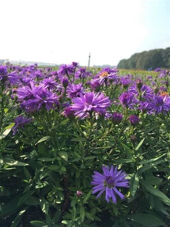 Aster (D) 'Prof. Anton Kippenberg' geen maat specificatie 0,55L/P9cm - image 4