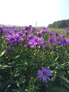 Aster (D) 'Prof. Anton Kippenberg' geen maat specificatie 0,55L/P9cm - image 4