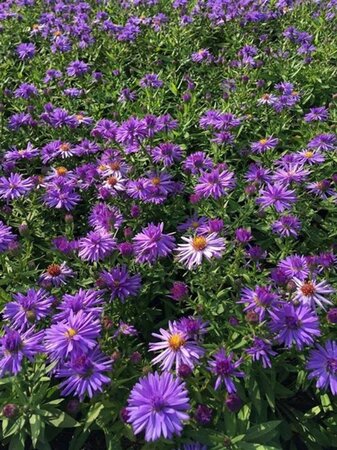 Aster (D) 'Prof. Anton Kippenberg' geen maat specificatie 0,55L/P9cm - image 3