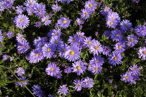 Aster (D) 'Prof. Anton Kippenberg' geen maat specificatie 0,55L/P9cm