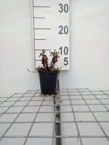Aster (D) 'Prof. Anton Kippenberg' geen maat specificatie 0,55L/P9cm - image 11