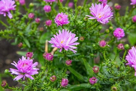 Aster (D) 'Prof. Anton Kippenberg' geen maat specificatie 0,55L/P9cm - image 10