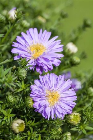 Aster (D) 'Prof. Anton Kippenberg' geen maat specificatie 0,55L/P9cm - image 9