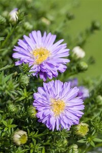 Aster (D) 'Prof. Anton Kippenberg' geen maat specificatie 0,55L/P9cm - image 9