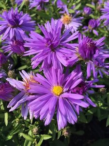 Aster (D) 'Prof. Anton Kippenberg' geen maat specificatie 0,55L/P9cm - image 2