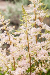 Astilbe (J) 'Peach Blossom' geen maat specificatie 0,55L/P9cm