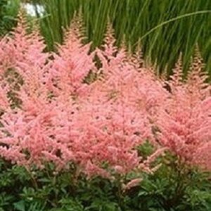 Astilbe (J) 'Peach Blossom' geen maat specificatie 0,55L/P9cm - afbeelding 2