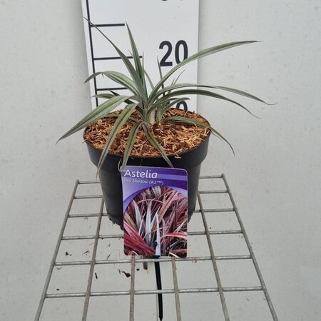 Astelia Red Shadow 20-25 cm cont. 2,0L