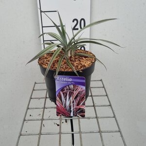 Astelia Red Shadow 20-25 cm cont. 2,0L