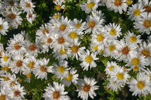 Aster (D) 'Schneekissen' geen maat specificatie 0,55L/P9cm