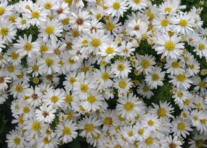 Aster (D) 'Schneekissen' geen maat specificatie 0,55L/P9cm - afbeelding 2