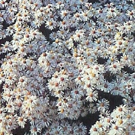 Aster (D) 'Schneekissen' geen maat specificatie 0,55L/P9cm - afbeelding 3