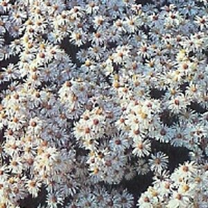 Aster (D) 'Schneekissen' geen maat specificatie 0,55L/P9cm - afbeelding 3