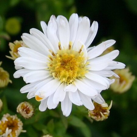 Aster (D) 'Schneekissen' geen maat specificatie 0,55L/P9cm - afbeelding 4