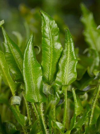 Asplenium scolopendrium geen maat specificatie 0,55L/P9cm - afbeelding 3