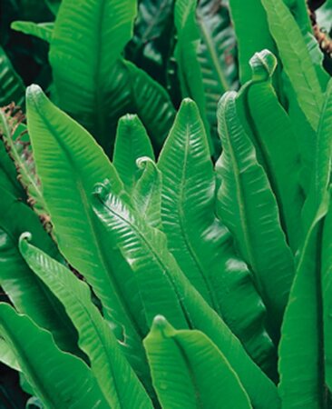 Asplenium scolopendrium geen maat specificatie 0,55L/P9cm - afbeelding 4