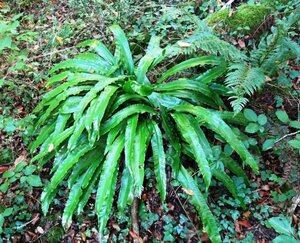 Asplenium scolopendrium geen maat specificatie 0,55L/P9cm - afbeelding 6