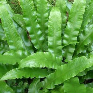 Asplenium scolopendrium geen maat specificatie 0,55L/P9cm - afbeelding 5
