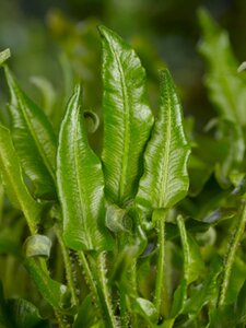 Asplenium scolopendrium geen maat specificatie 0,55L/P9cm - image 3
