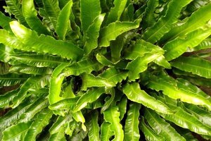 Asplenium scolopendrium geen maat specificatie 0,55L/P9cm