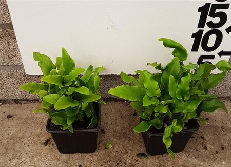 Asplenium scolopendrium geen maat specificatie 0,55L/P9cm - image 3
