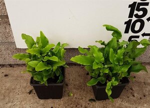 Asplenium scolopendrium geen maat specificatie 0,55L/P9cm - image 3