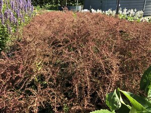 Astilbe (S) 'Sprite' geen maat specificatie 0,55L/P9cm