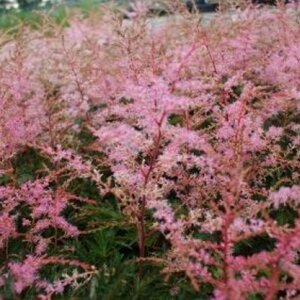 Astilbe (S) 'Sprite' geen maat specificatie 0,55L/P9cm - afbeelding 5