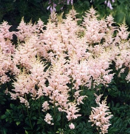 Astilbe (S) 'Sprite' geen maat specificatie 0,55L/P9cm - afbeelding 6
