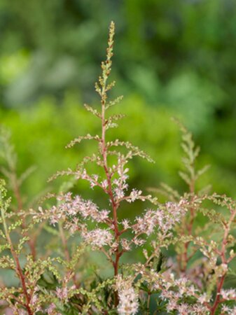 Astilbe (S) 'Sprite' geen maat specificatie 0,55L/P9cm - afbeelding 7
