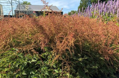 Astilbe (S) 'Sprite' geen maat specificatie 0,55L/P9cm - afbeelding 3