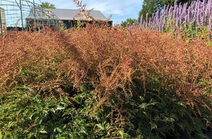 Astilbe (S) 'Sprite' geen maat specificatie 0,55L/P9cm - afbeelding 3