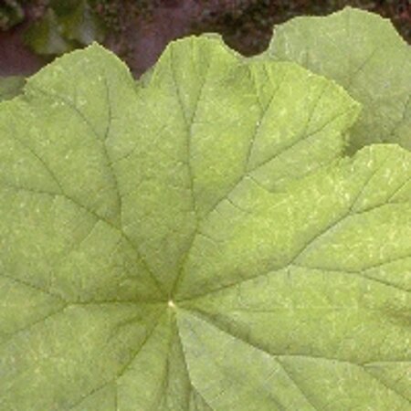 Astilboides tabularis = ''Rodgersia tabularis (verouderd) geen maat specificatie 0,55L/P9cm - afbeelding 5